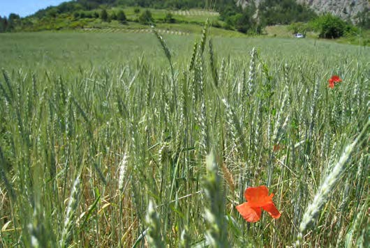 Core modules - Semester 1 - NMBU, Norway - AGROECOS